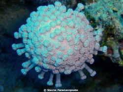 coral by Stavros Paraskevopoulos 